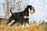 SCHNAUZER NAIN 049